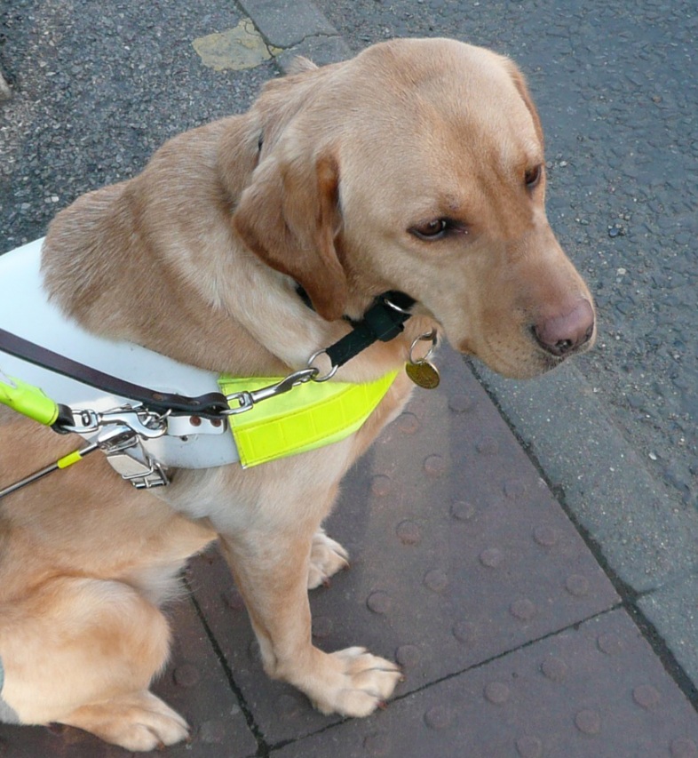 Guide dog Rosa Charity Choice.jpg Guide dog Rosa Charity Choice.jpg